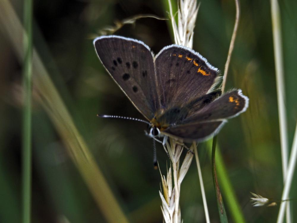 Cuivré fuligineux (Le), Argus myope (L'), Polyomma Lycaena tityrus (Poda, 1761)