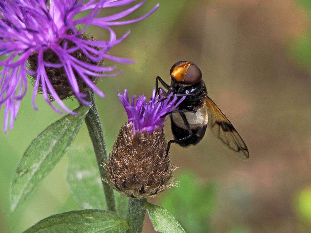 Volucelle à ventre blanc en devant Volucella pellucens (Linnaeus, 1758)