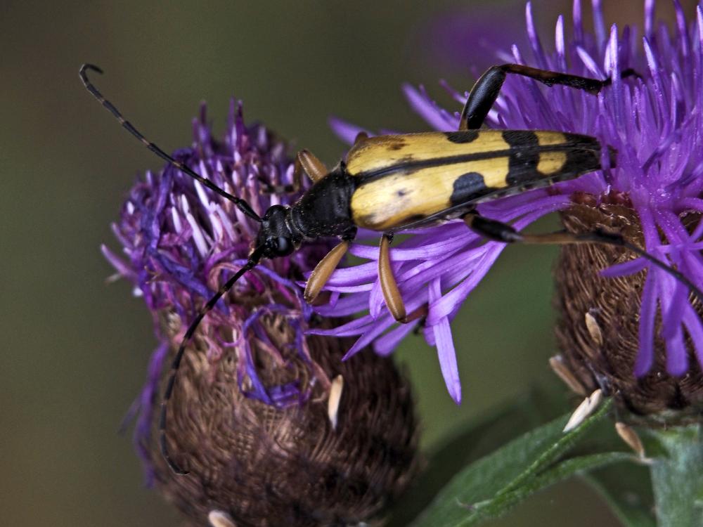 Lepture tacheté (Le) Rutpela maculata (Poda, 1761)