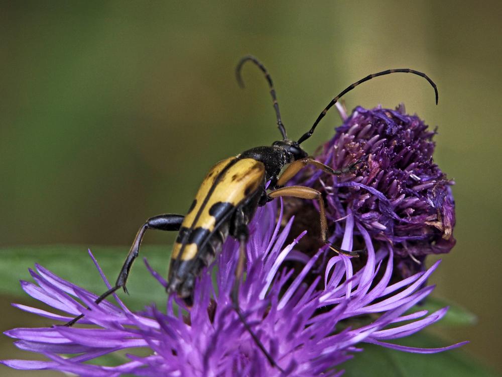 Lepture tacheté (Le) Rutpela maculata (Poda, 1761)