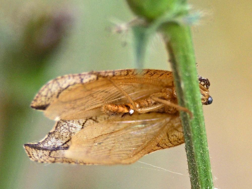Drepanepteryx phalaenoides (Linnaeus, 1758)