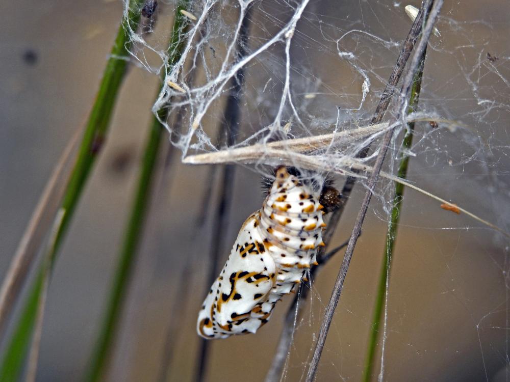 Mélitée orangée (La), Damier orangé (Le), Diane (L Melitaea didyma (Esper, 1778)