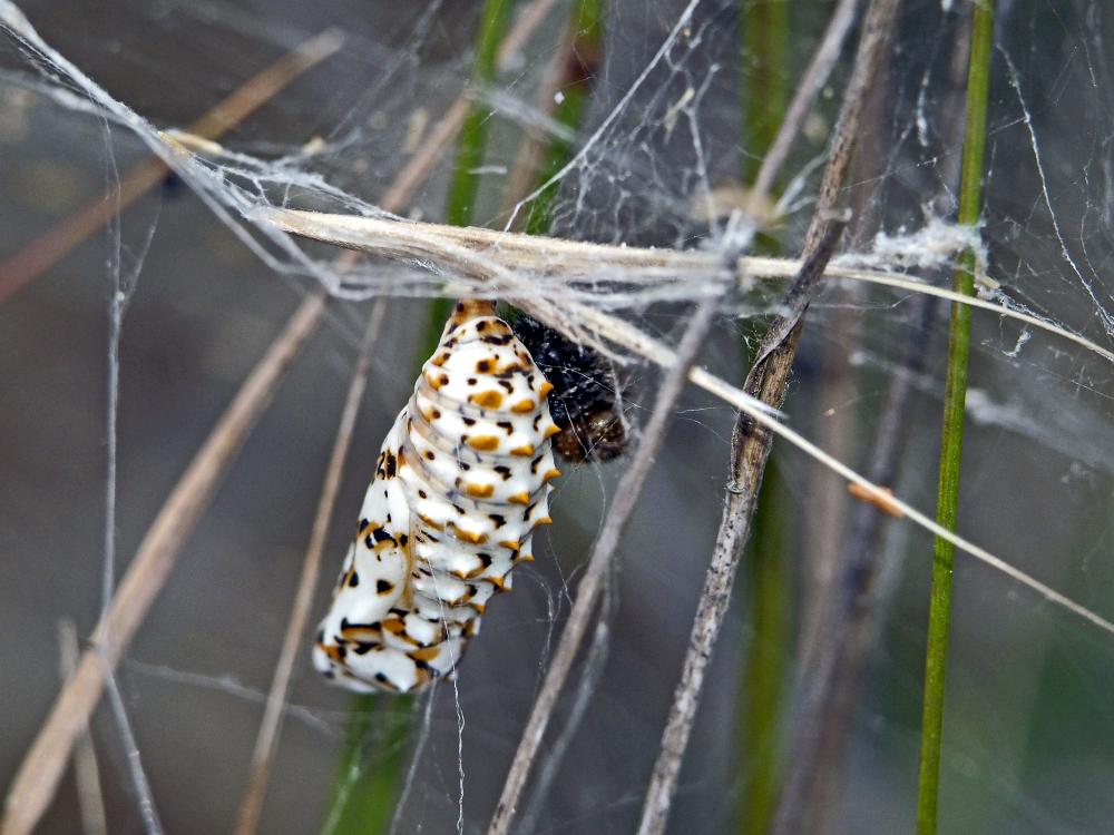 Mélitée orangée (La), Damier orangé (Le), Diane (L Melitaea didyma (Esper, 1778)