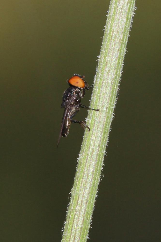  Chrysogaster Meigen, 1803
