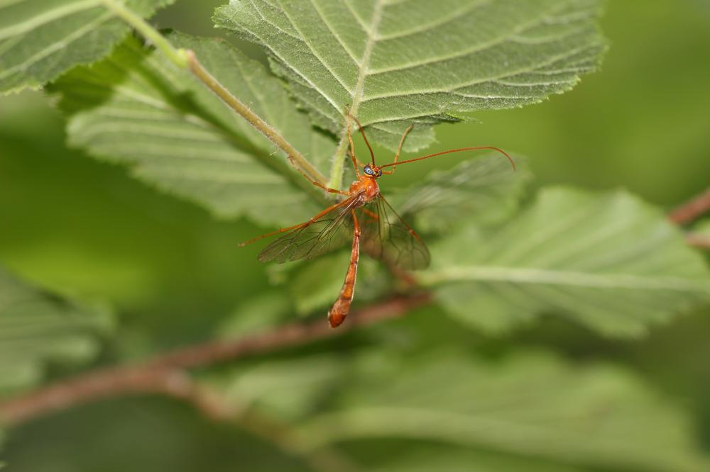  Enicospilus Stephens, 1835