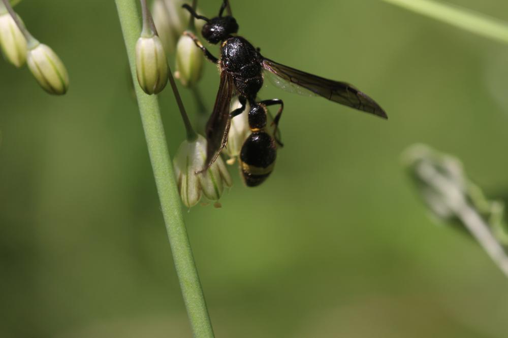  Discoelius dufourii Lepeletier, 1841