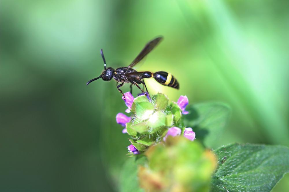 Discoelius dufourii Lepeletier, 1841