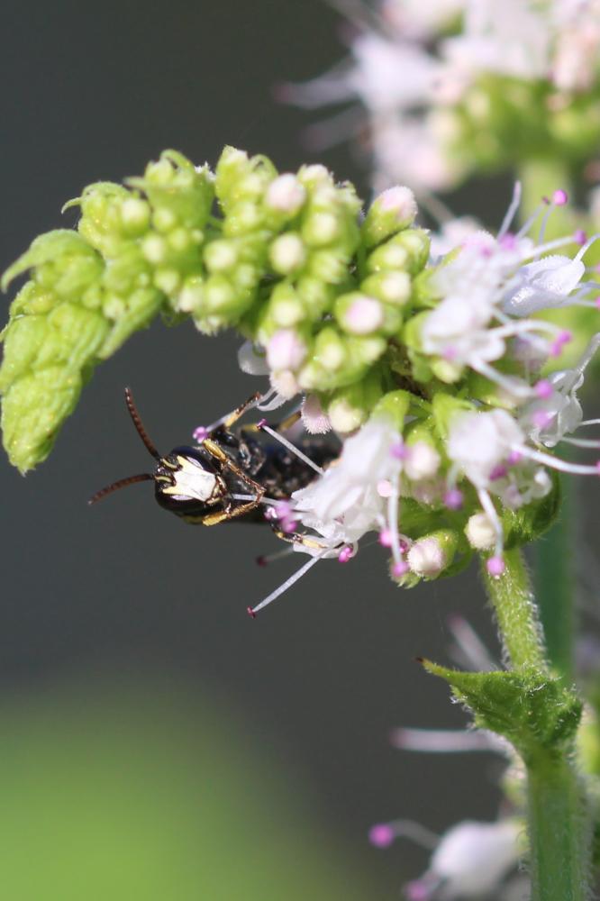 Hylaeus Fabricius, 1793