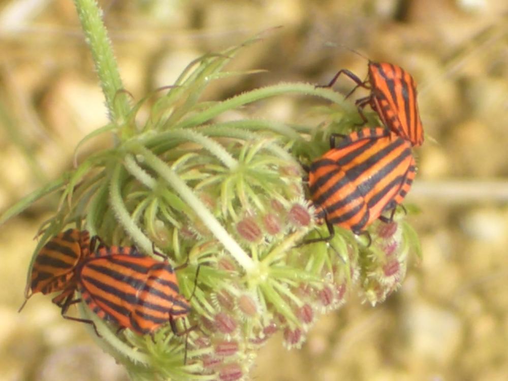 Punaise arlequin Graphosoma italicum (O.F. Müller, 1766)