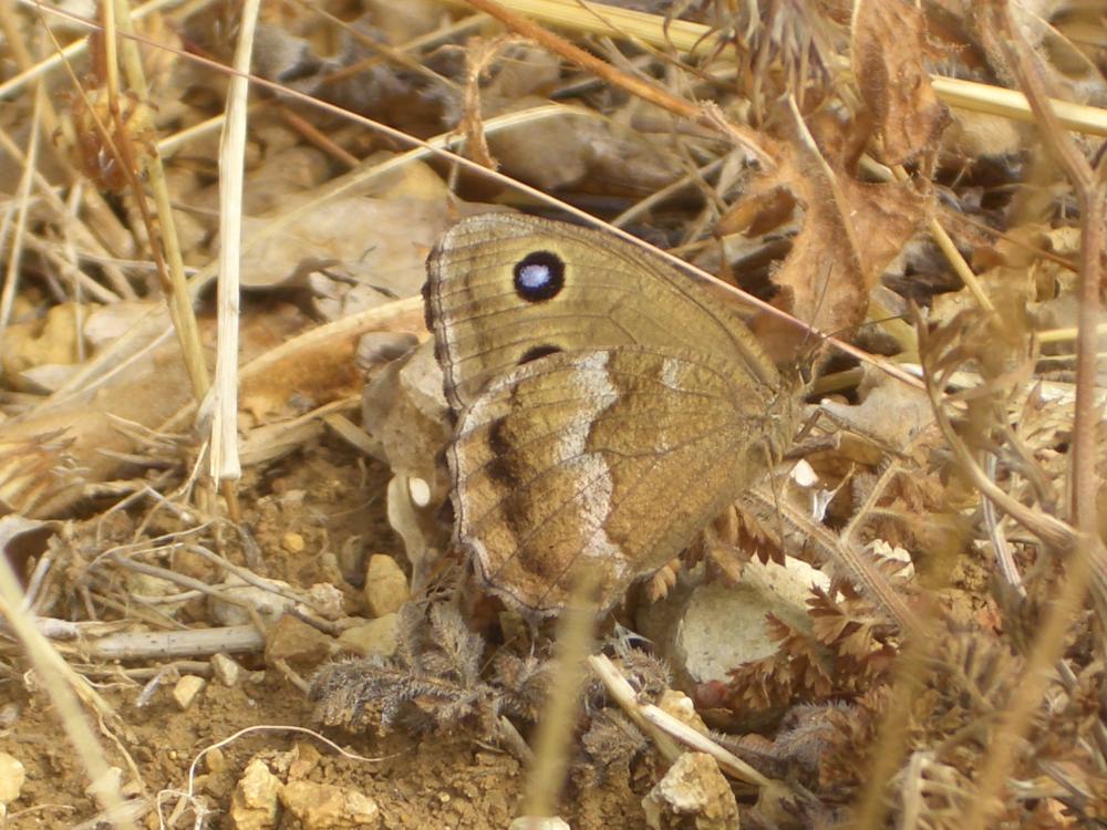 Grand Nègre des bois (Le), Dryade (La) Minois dryas (Scopoli, 1763)
