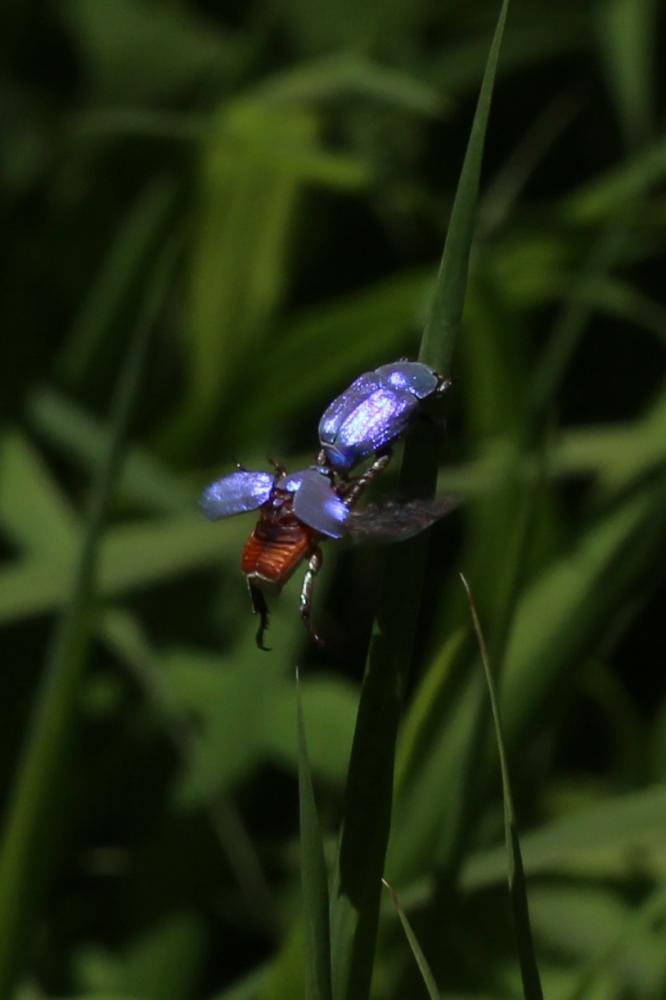 Hoplie bleue (L') Hoplia coerulea (Drury, 1773)