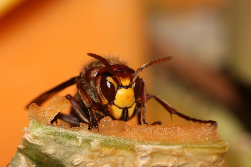 Frelon d'Europe, Frelon, Guichard Vespa crabro Linnaeus, 1758