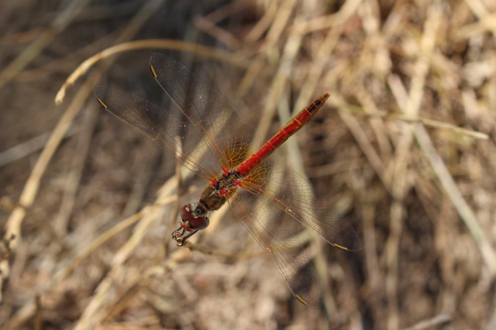 Sympétrum de Fonscolombe (Le) Sympetrum fonscolombii (Selys, 1840)