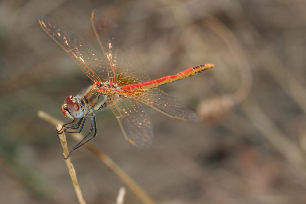 Sympétrum de Fonscolombe (Le) Sympetrum fonscolombii (Selys, 1840)