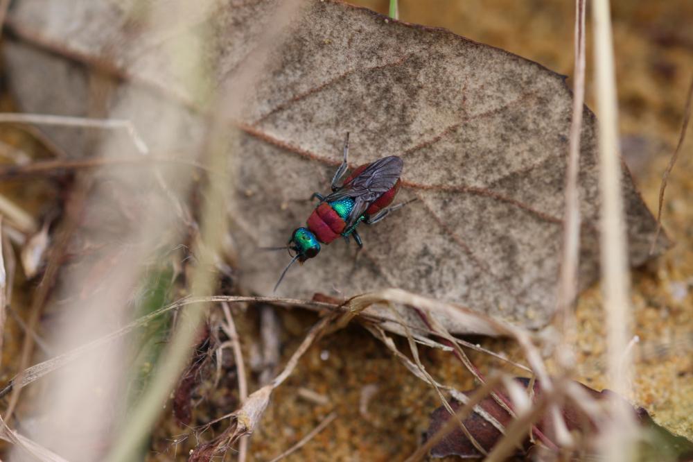 Guêpe-coucou Chrysididae Latreille, 1802