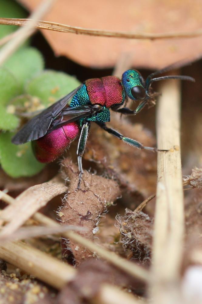 Guêpe-coucou Chrysididae Latreille, 1802