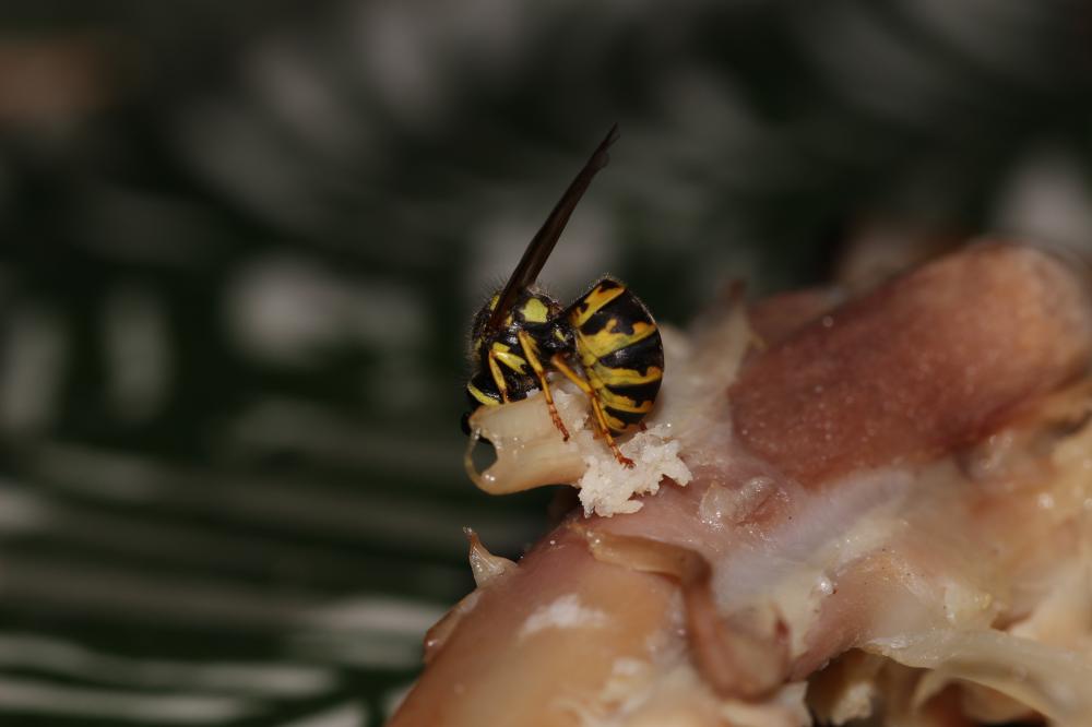 Guêpe germanique Vespula germanica (Fabricius, 1793)