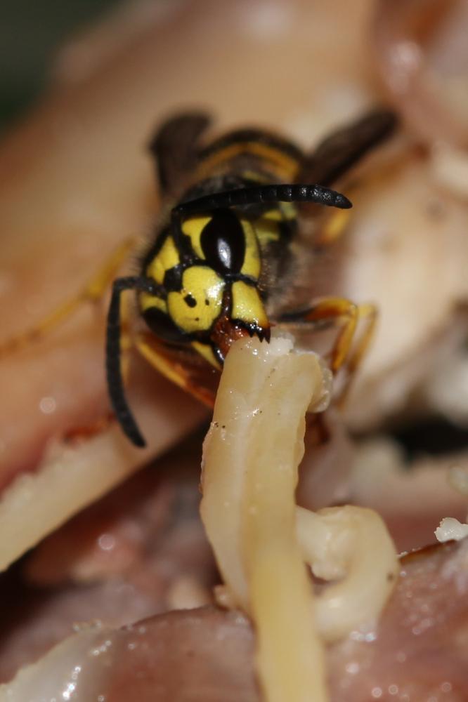 Guêpe germanique Vespula germanica (Fabricius, 1793)