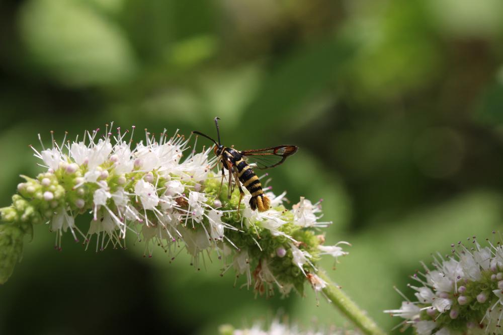 Sésie vespiforme Synanthedon vespiformis (Linnaeus, 1760)
