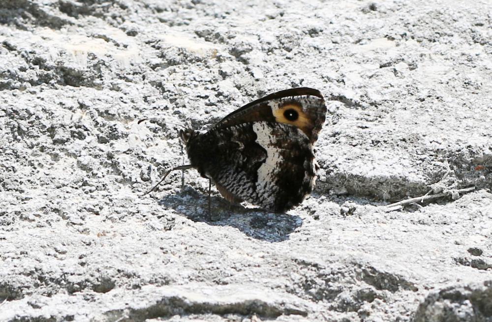 Petit Sylvandre (Le) Hipparchia alcyone (Denis & Schiffermüller, 1775)