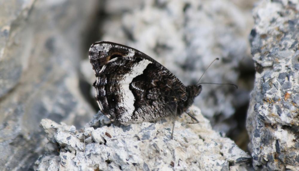 Petit Sylvandre (Le) Hipparchia alcyone (Denis & Schiffermüller, 1775)