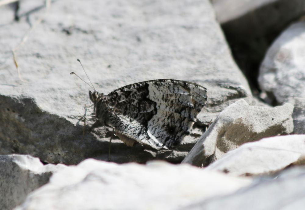 Petit Sylvandre (Le) Hipparchia alcyone (Denis & Schiffermüller, 1775)