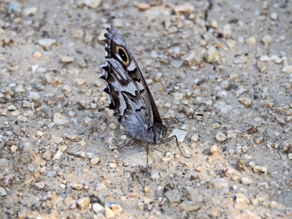 Chevron blanc (Le), Faune (Le), Ocellé pindique (L Hipparchia fidia (Linnaeus, 1767)