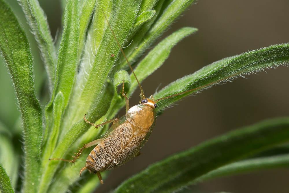 Ectobius vinzi Maurel, 2012