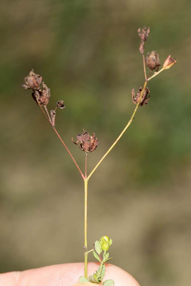 Millepertuis couché, Petit Millepertuis Hypericum humifusum L., 1753