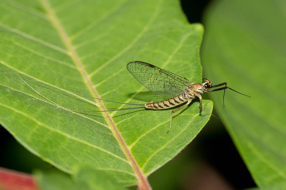 Ecdyonurus Eaton, 1868