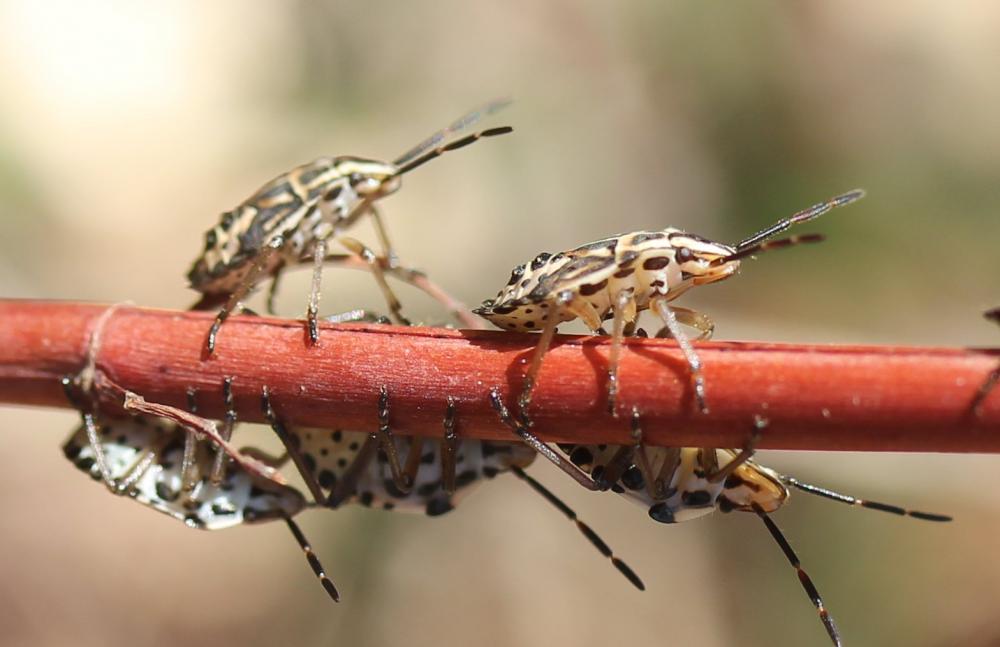 Codophila varia (Fabricius, 1787)