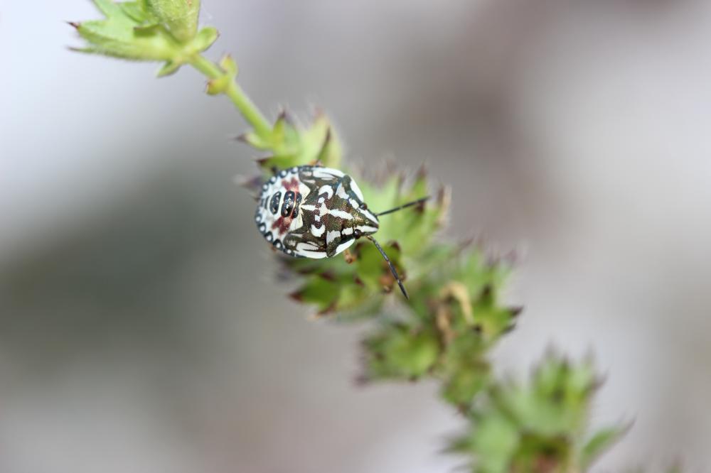 Codophila varia (Fabricius, 1787)
