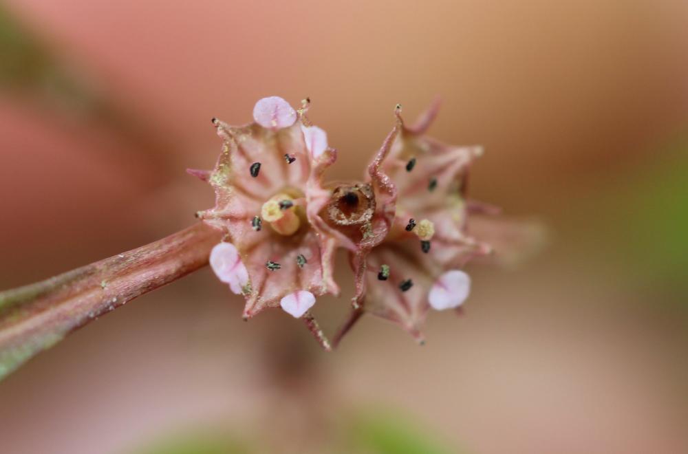 Pourpier d'eau Lythrum portula (L.) D.A.Webb, 1967