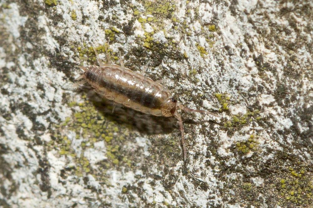 Philoscia Latreille, 1804