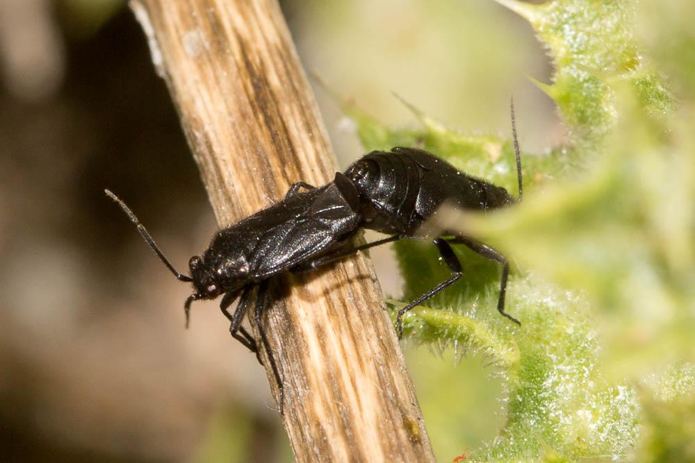  Orthocephalus coriaceus (Fabricius, 1777)