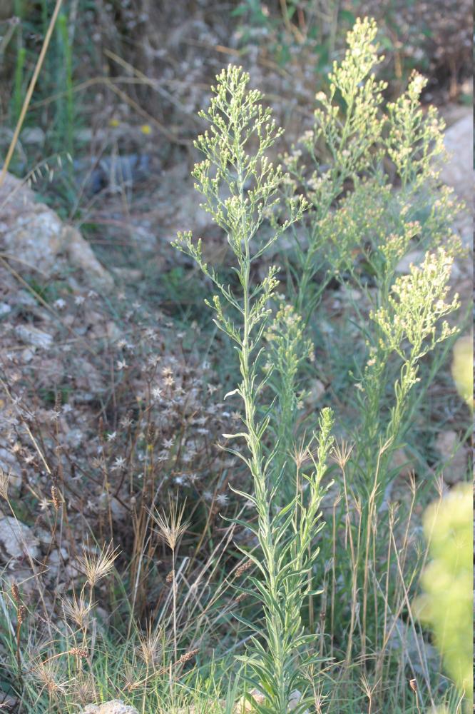 Vergerette de Barcelone Erigeron sumatrensis Retz., 1810