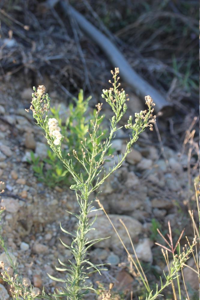 Érigéron crépu Erigeron bonariensis L., 1753