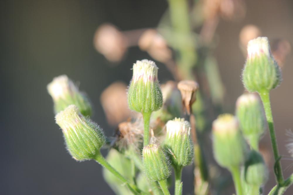 Érigéron crépu Erigeron bonariensis L., 1753