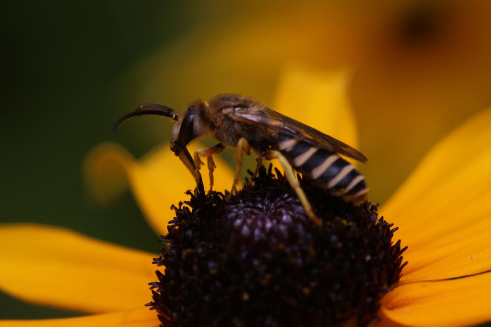  Halictus Latreille, 1804