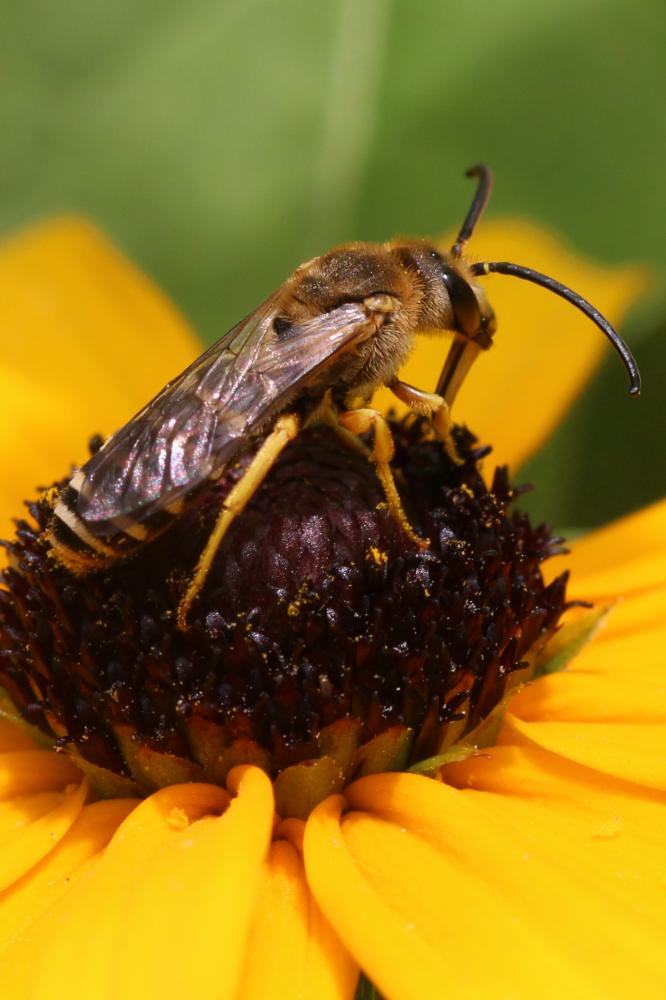  Halictus Latreille, 1804