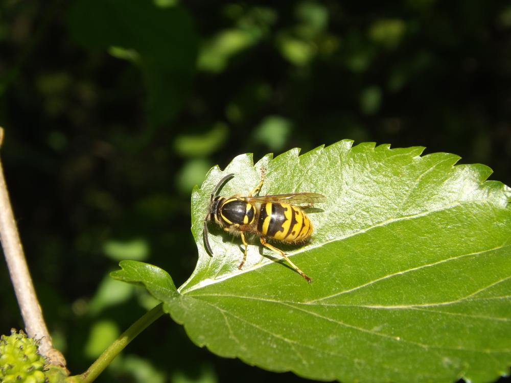 Guêpe commune Vespula vulgaris (Linnaeus, 1758)