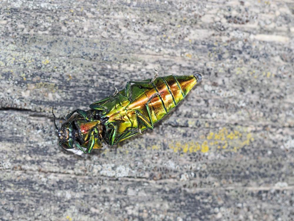  Eurythyrea micans (Fabricius, 1792)