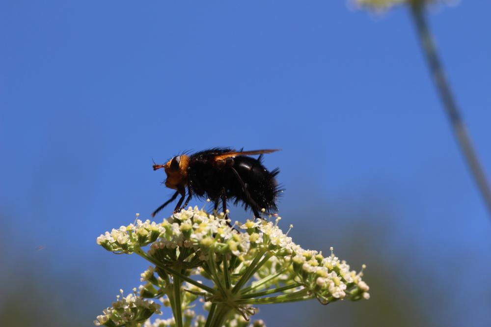 Tachina grossa (Linnaeus, 1758)