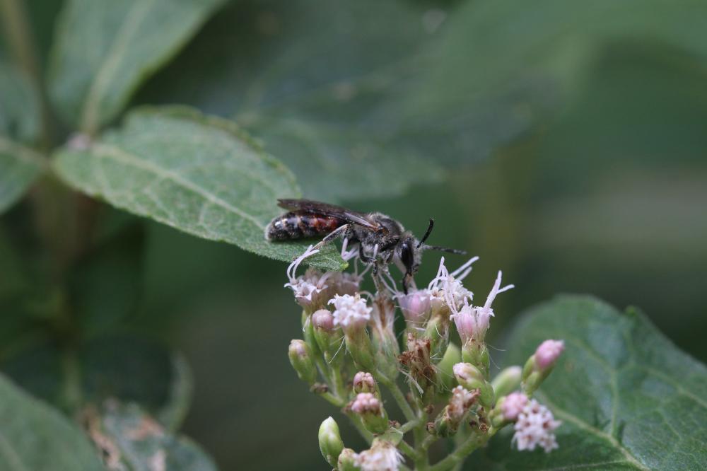 Lasioglossum Curtis, 1833