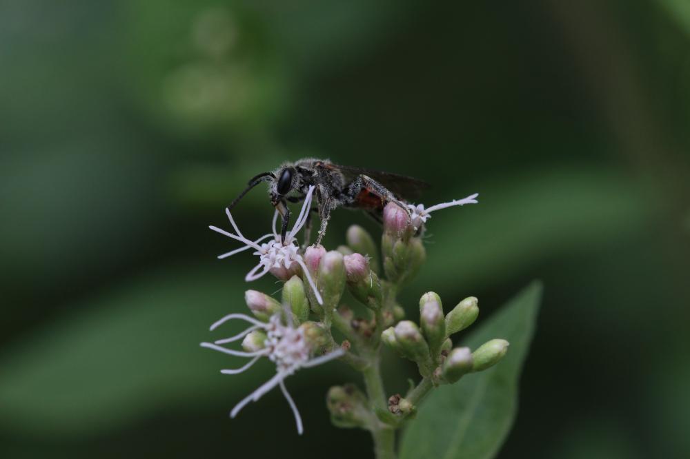  Lasioglossum Curtis, 1833