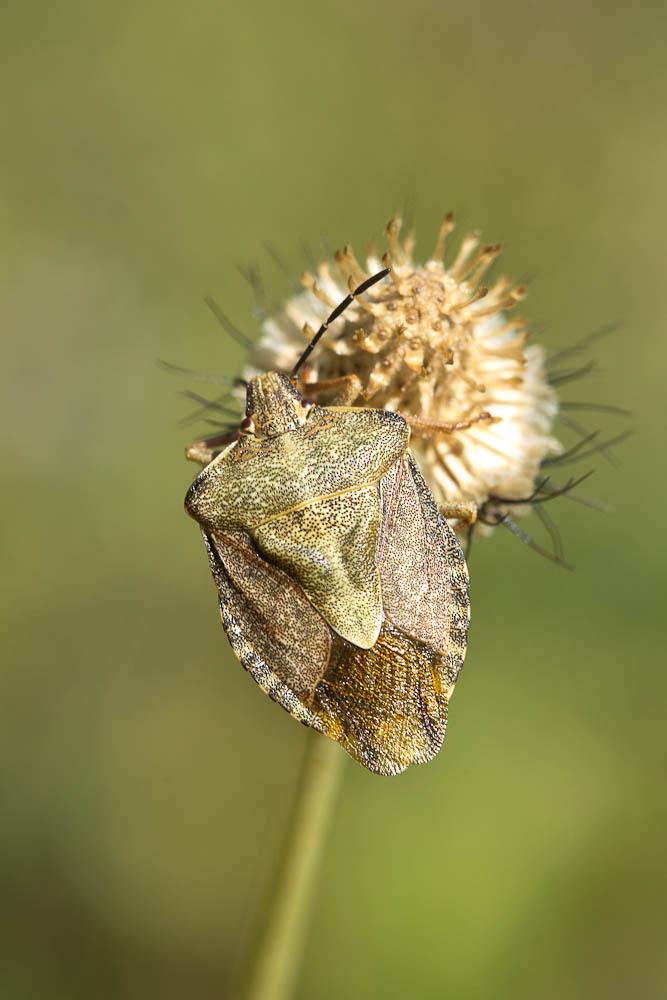 Carpocoris melanocerus (Mulsant & Rey, 1852)