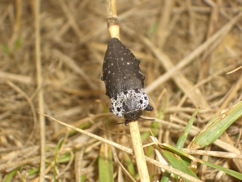 Capnode du Pêcher Capnodis tenebrionis (Linnaeus, 1760)