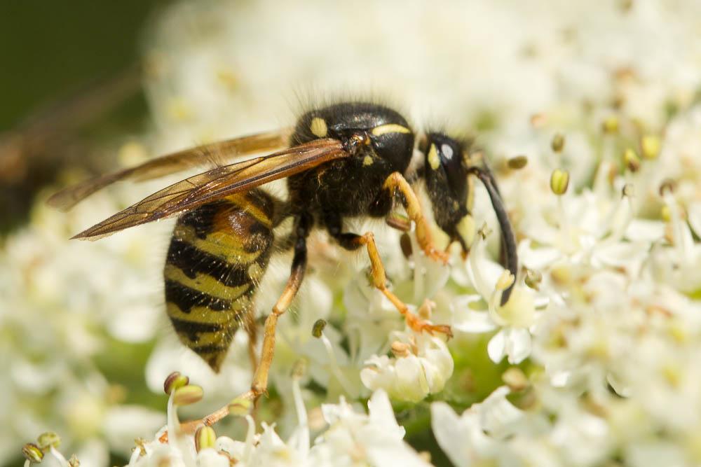 Guêpe rousse Vespula rufa (Linnaeus, 1758)