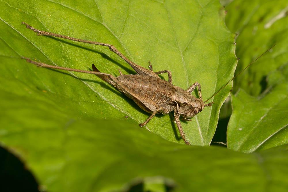 Decticelle cendrée, Ptérolèpe aptère Pholidoptera griseoaptera (De Geer, 1773)