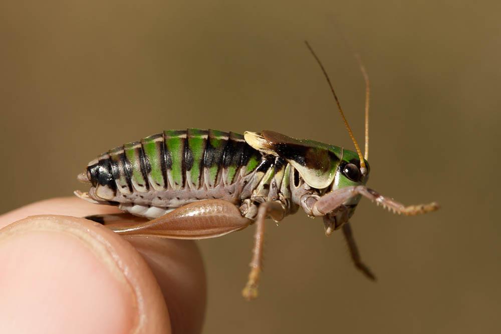 Decticelle montagnarde, Analote des Alpes Anonconotus alpinus (Yersin, 1858)